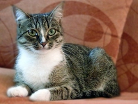 Evcil Kedi Türleri ve Özellikleri