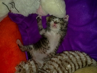 Kedilerde İshal Belirtileri ve Tedavisi